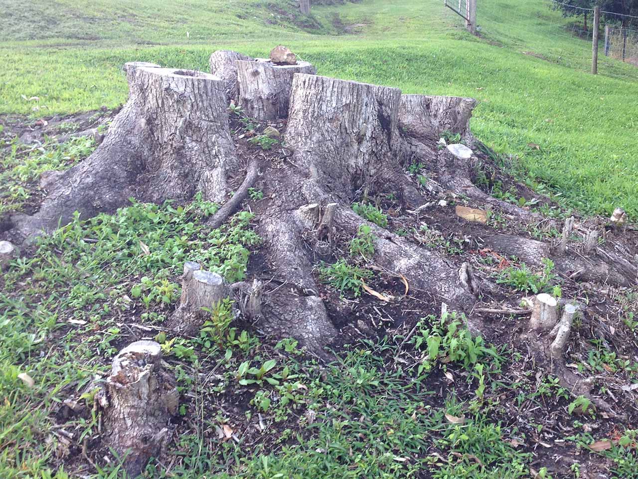 Stump and root grinding gosford