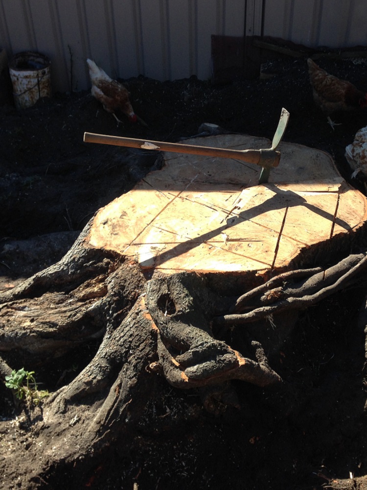 Big Liquid amber stump in the way of a new deck to be built Kariong