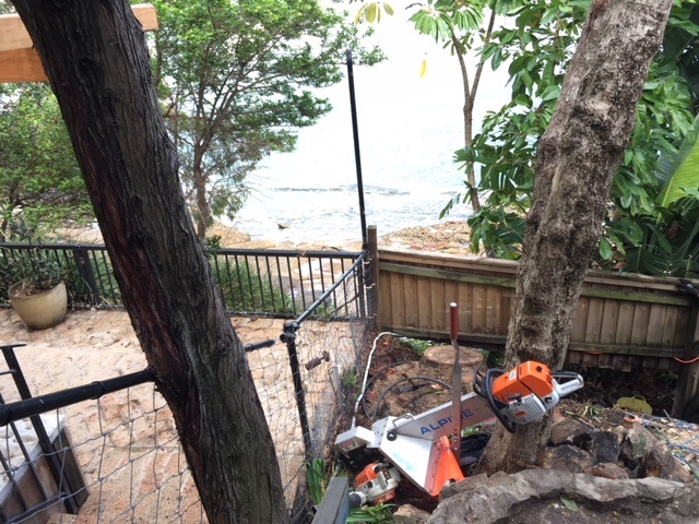 Stump removal – Vaucluse, Sydney