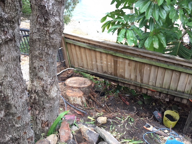 Two medium size stumps to be removed – Vaucluse, Sydney