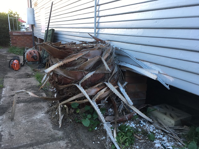 Palm tree stump damaging house piers and needs to be removed - Cessnock